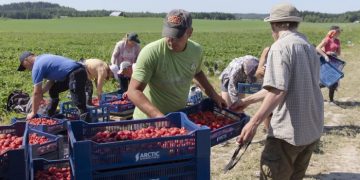 В Финляндии гниет 2 млн тонн клубники из-за войны