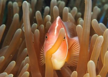 К концу столетия исчезнет 90% морских видов