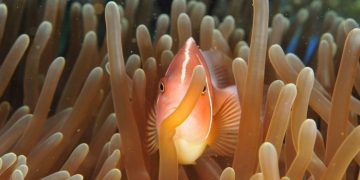 К концу столетия исчезнет 90% морских видов