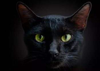 Могут ли кошки видеть в темноте