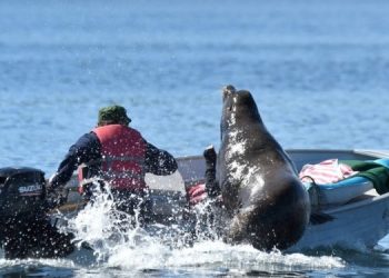В Канаде морской лев прыгнул в лодку рыбака