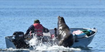 В Канаде морской лев прыгнул в лодку рыбака