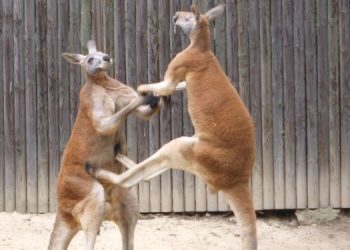 Кенгуру до смерти избил своего владельца