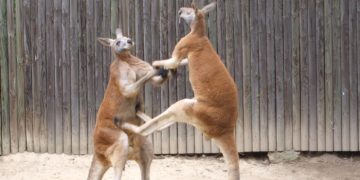 Кенгуру до смерти избил своего владельца