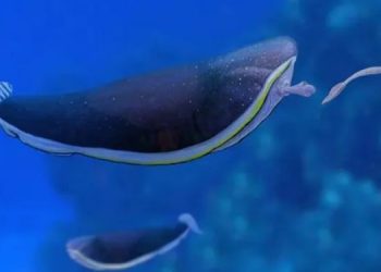 Ученые разгадали тайну “инопланетной рыбки”