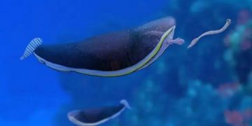 Ученые разгадали тайну “инопланетной рыбки”