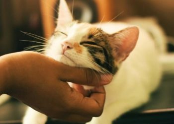 Верные признаки любви кошки к хозяину