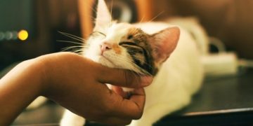 Верные признаки любви кошки к хозяину