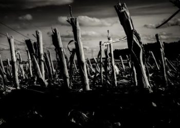 Борьба за спасение экологии обернется ресурсным кризисом