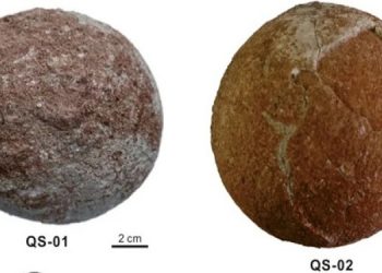 В Китае нашли сферические яйца динозавров