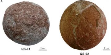 В Китае нашли сферические яйца динозавров