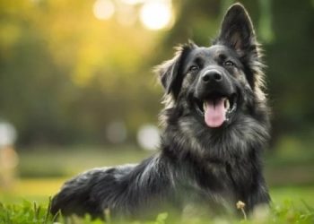 Могут ли собаки переживать эмоции и насколько они умны