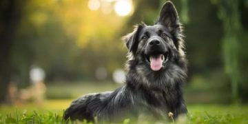 Могут ли собаки переживать эмоции и насколько они умны