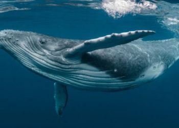 В Тихом океане “завирусилась” песнь горбатых китов