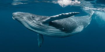 В Тихом океане “завирусилась” песнь горбатых китов