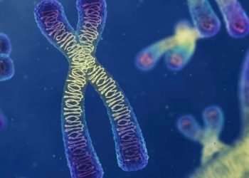 Ученые обнаружили, что хромосомы жидкие