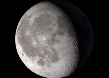 Австралии грозит массовая гибель лесов