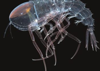 В глубине обнаружили ракообразное-невидимку