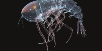 В глубине обнаружили ракообразное-невидимку