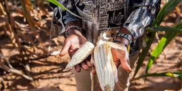 “Волшебные семена”  спасут мир от голода