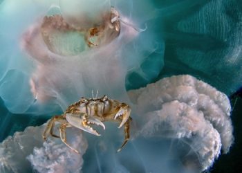 Лучшие подводные фото 2022 года