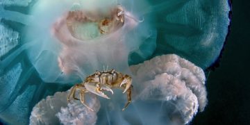 Лучшие подводные фото 2022 года