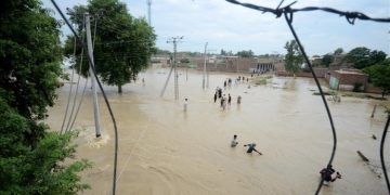 В Пакистане змеи искусали больше 100 человек