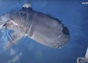 Рыбаки наткнулись на двух редчайших акул