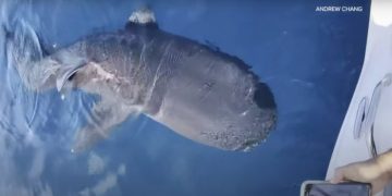 Рыбаки наткнулись на двух редчайших акул