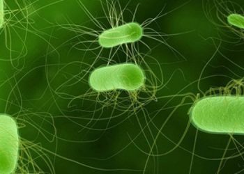 Бактерии и вирусы могут работать заодно