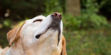 Собаки могут распознавать стресс человека по запаху