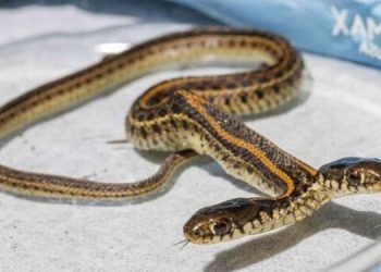 Мужчина нашел редкую двуглавую змею