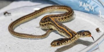 Мужчина нашел редкую двуглавую змею