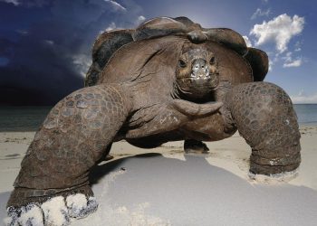 Черепаха напала на российскую туристку