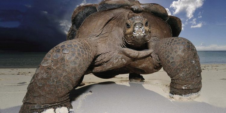 Черепаха напала на российскую туристку