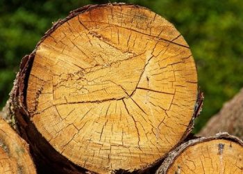 Как не нарваться на штраф при сборке древесины в лесу