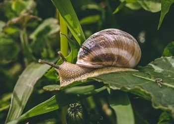 Садоводам предложили найти общий язык со слизнями