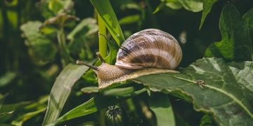 Садоводам предложили найти общий язык со слизнями