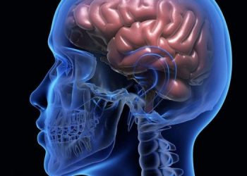 Как работает человеческий мозг