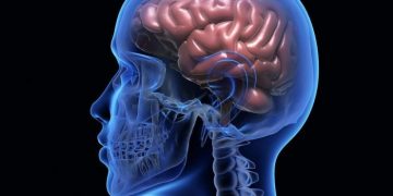 Как работает человеческий мозг