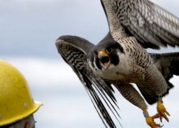 Какая птица является самой быстрой на Земле