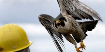 Какая птица является самой быстрой на Земле