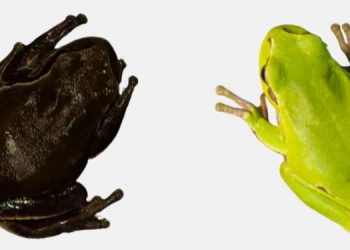 Ученые проследили эволюцию лягушек в Чернобыльской зоне