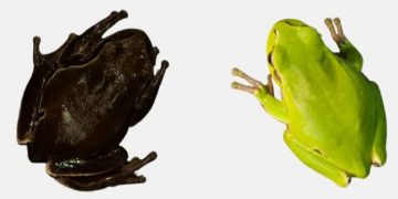 Ученые проследили эволюцию лягушек в Чернобыльской зоне