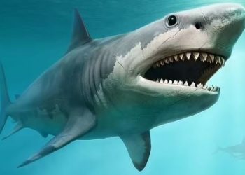 Гигантский акулий зуб размером с человеческую ладонь