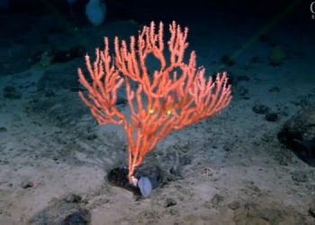 Тайна подводных “вспышек” возле Титаника