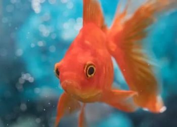 Как золотые рыбки ориентируются в пространстве