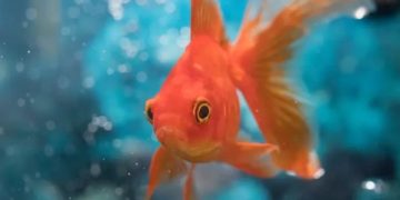 Как золотые рыбки ориентируются в пространстве