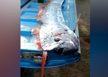 У берегов Мексики выловили рыбу “Судного дня”