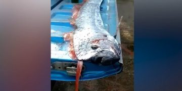 У берегов Мексики выловили рыбу “Судного дня”